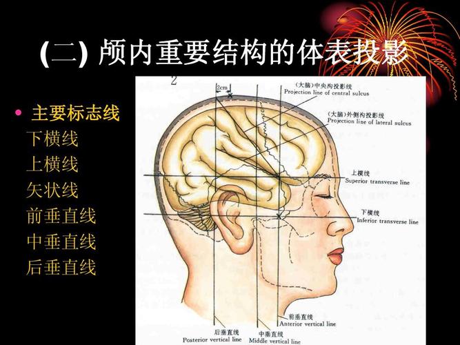 (二) 颅内重要结构的体表投影   主要标志线 下横线 上横线 矢状线 前