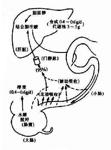 第四节 胆汁酸代谢