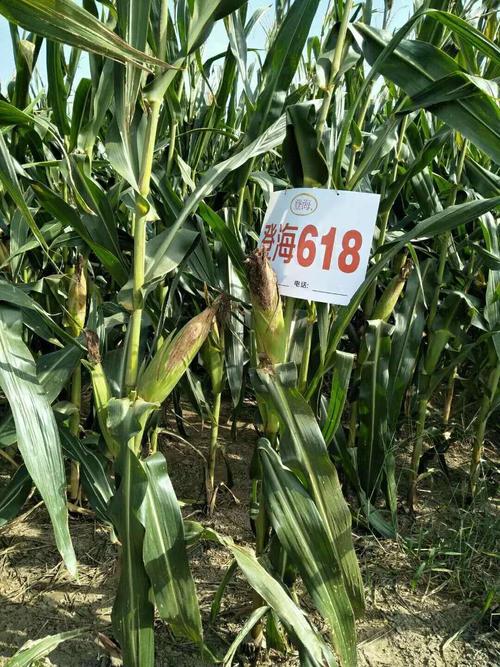 登海618晩播早熟,抗倒好,产量高,易机收