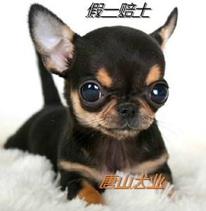 狗眼睛能看到什么颜色_两只眼睛看到的颜色不一样_眼睛看到的颜色不一