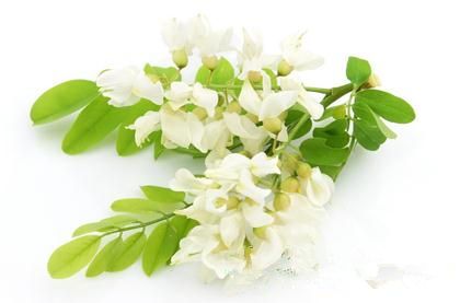 中医认为槐花味苦,性微寒,归肝,大肠经;入血敛降,体轻微散;具有