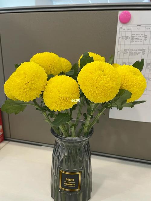开心 本来买的乒乓菊颜色随机.结果老板给我发了我最喜欢的黄色.