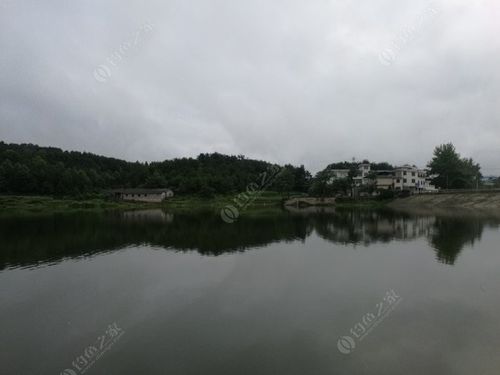 凤凰牛堰水库 自制饵料钓鲤鱼