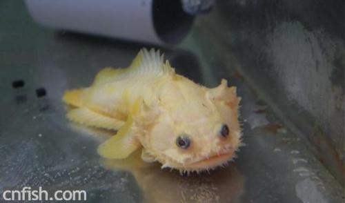 淡水狮子鱼limnetic snailfish