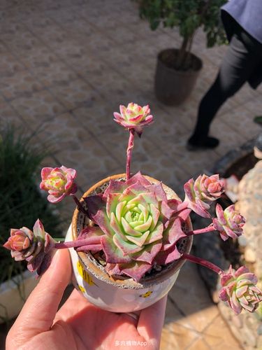 梅丽阁
