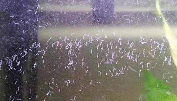 鱼缸里蛋白虫太多怎么办鱼友教你一招解决