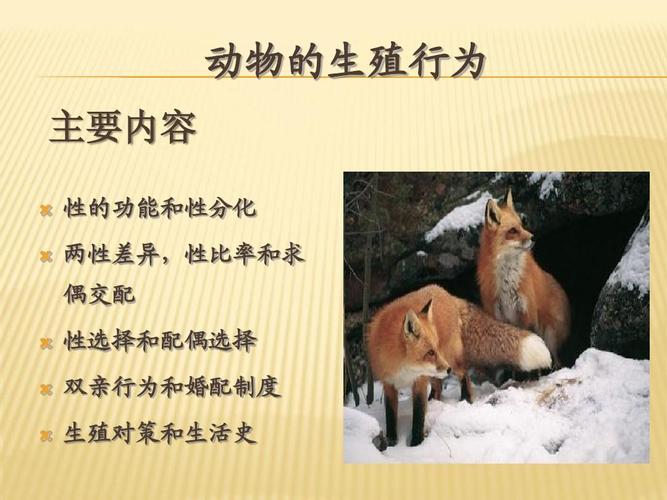 动物的繁殖行为ppt