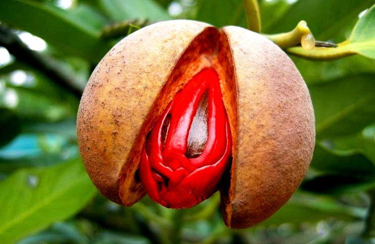 古人为什么用"豆蔻"形容十三四岁的女子.看过照片就明白了