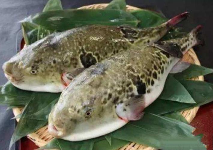 河豚鱼食用需谨慎 这些时候不能吃