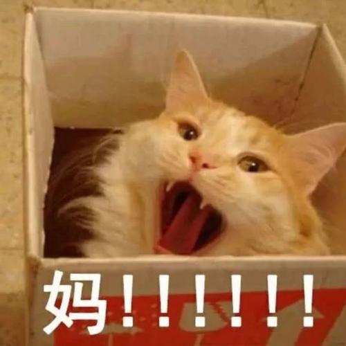 爸宝女妈宝男老婆奴老公奴表情包