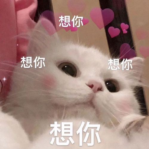 可爱沙雕表情包:亲亲我的猪