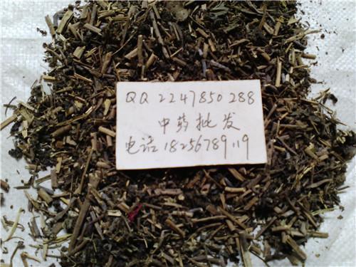 供应青叶胆肝炎草小青鱼胆七疸药