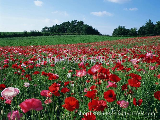 一二年生草本植物 红色冰岛虞美人种子 丽春花 赛牡丹