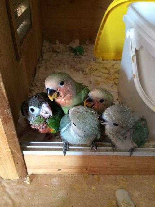 牡丹鹦鹉基因问题