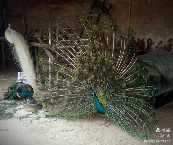 白孔雀蓝孔雀一一开屏啦!