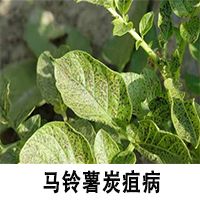 或霜睿40%烯酰吗啉20克  丰功50%氟啶胺10克兑40斤水(对马铃薯晚疫病