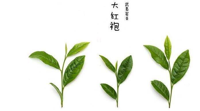 武夷水仙,武夷肉桂,与大红袍三者之间的区别分辨?