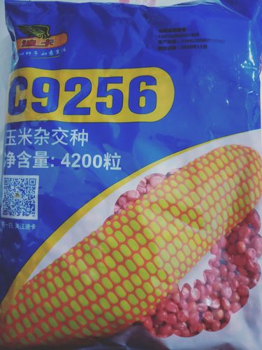 玉米就种迪卡c 9256