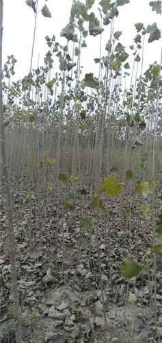 周口市绿化杨树苗基地 杨树树苗 价格便宜