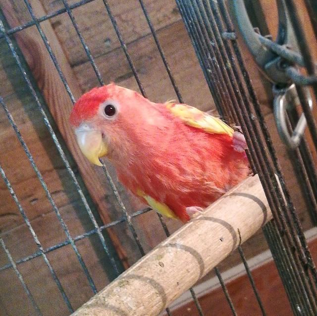 两只变异黄桃牡丹,孵出一窝红色牡丹鹦鹉,网友:肯定活