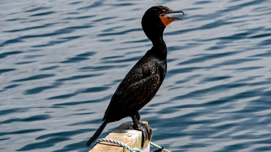 桌面壁纸 动物 鸟类合集 > 捕鱼能手鸬鹚图片 显示:√欣赏模式   全屏