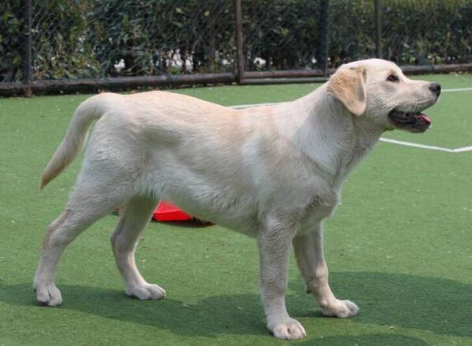 拉布拉多有几个品种