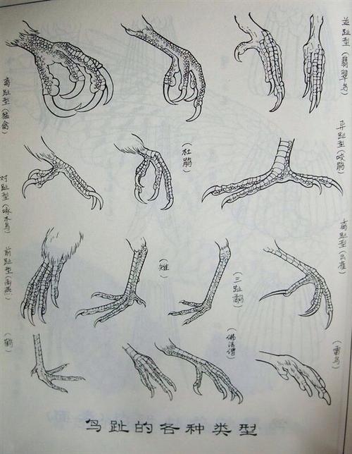 一些关于鸟类基本设计结构的绘制画法