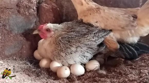 散养的母鸡不往家下蛋了,原来是下外面要孵小鸡了