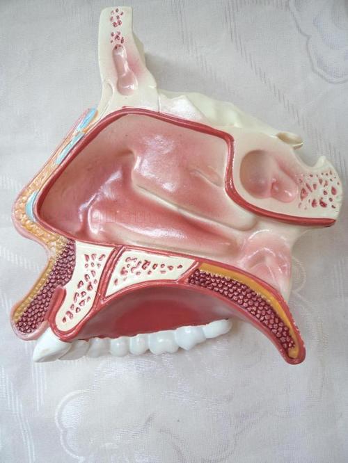 鼻腔模型医用鼻腔解剖模型