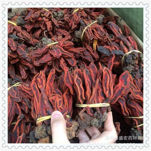 中药材批发 野生不老草 顶天柱 回春草 草苁蓉 草从容