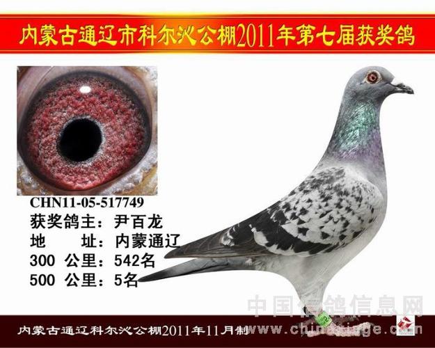 内蒙古通辽市科尔沁赛鸽公棚500公里决赛前10名靓影