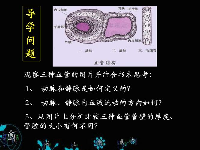 观察三种血管的图片并结合书本思考1,动脉和静脉是如何定义的2,动脉