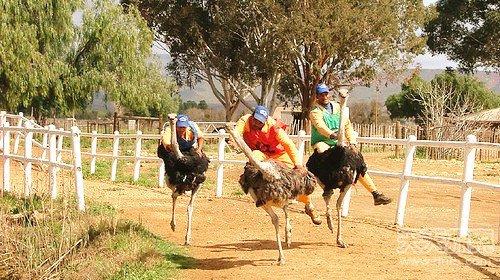 专业鸵鸟骑师 一般而言人们喜欢用缰绳拴在鸵鸟上在其背