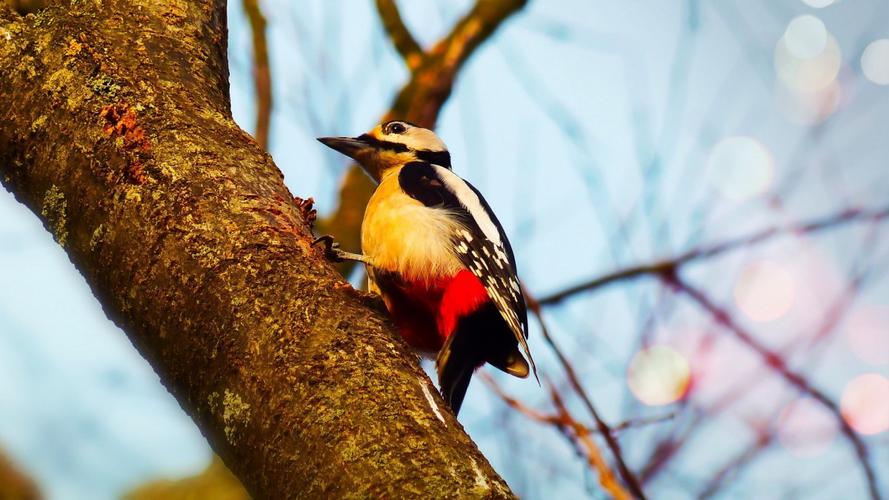 大斑啄木鸟图片大全(2/8)
