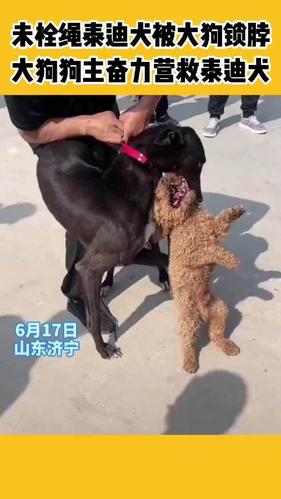 未栓绳泰迪犬被大狗锁脖,大狗狗主奋力营救泰迪犬
