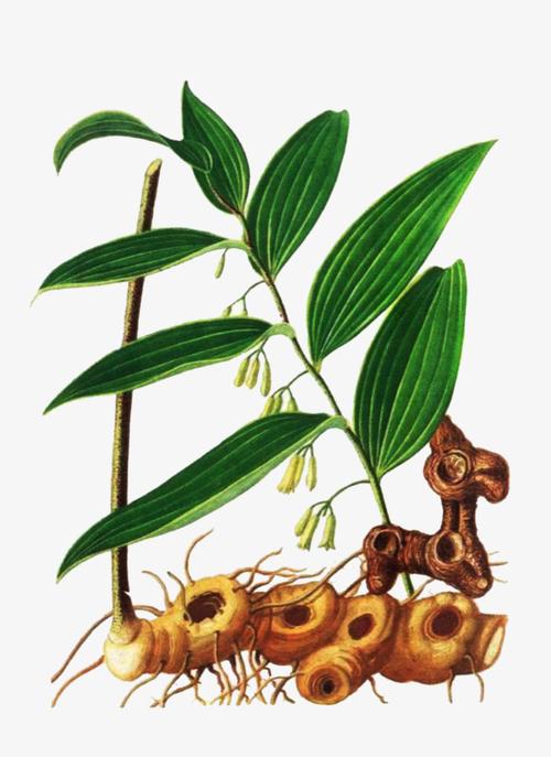 手绘黄精植物图片素材