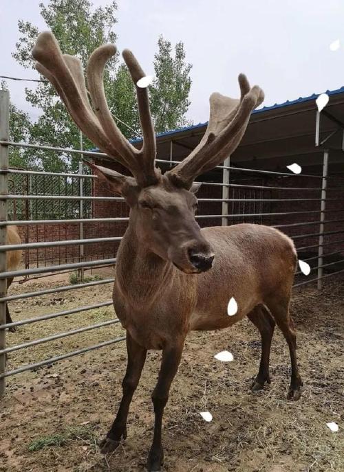 中国马鹿产业:你的出路在哪里?|养鹿|梅花鹿|赤鹿