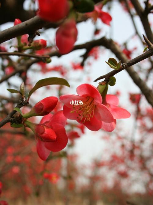 "晚夜玉衡"据说是一种海棠花的名字,不知道是不是呃