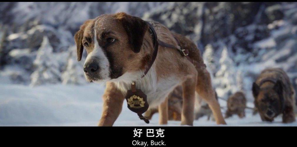 05:56 雪橇犬巴克灵性大发,神速钻洞幸运躲过雪崩 01:28 脚脚被缴断