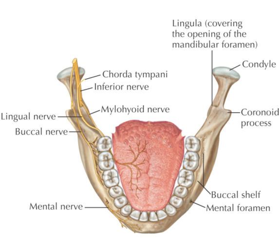 但是也的确有下颌阻生智齿离下牙槽神经和舌神经非常近,这就要考验