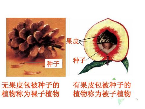 裸子植物被子植物ppt