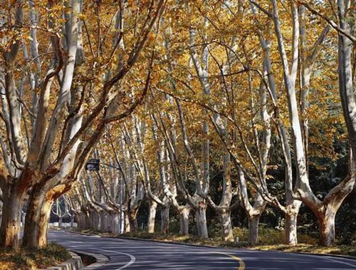 美在只因一颗梧桐树,想起一座城的美龄宫.