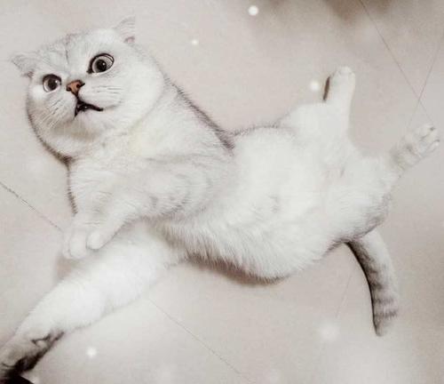 猫咪七七