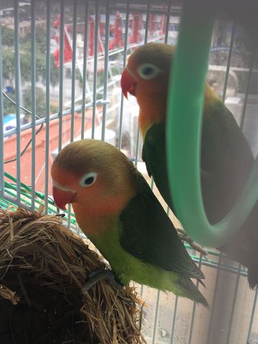 前几天买了几只牡丹鹦鹉,是骡子吗?