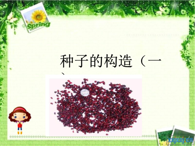种子的结构介绍.ppt