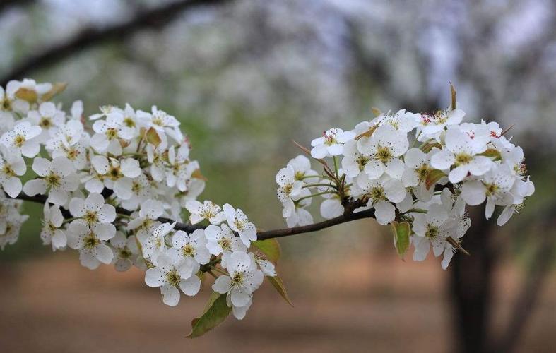 樱花桃花杏花梨花,你分清
