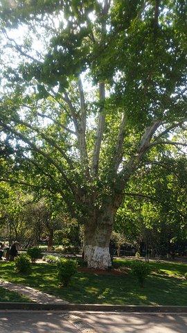 千年古桐树_云南大学"的评论图片