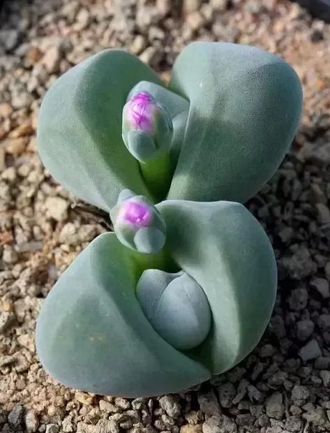 恣意生长,自由开花,原来胖娃娃多肉也可以这么美