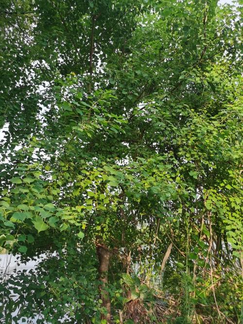 这是什么树?有知道的吗?_凉粉_生活记录_接地气生活