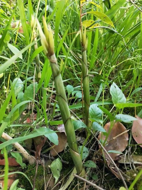 看到这些刚刚出土的小竹笋,我顿时喜不自胜.